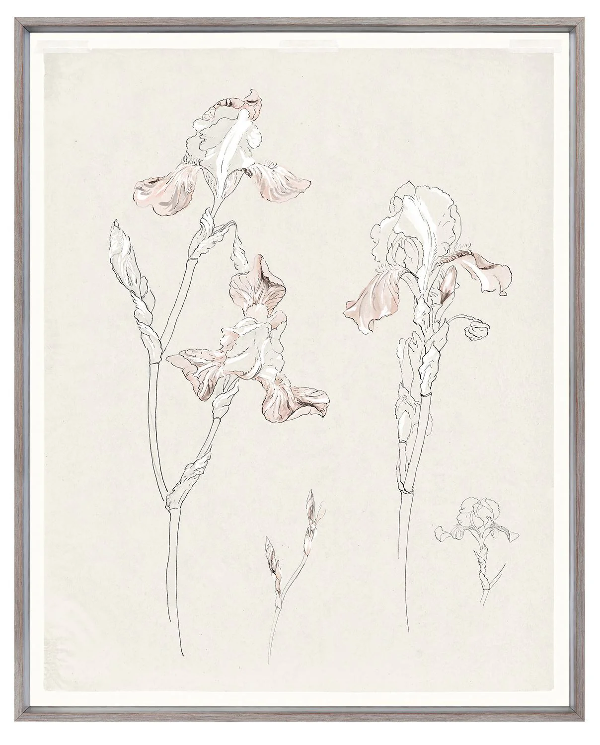 Iris Study - Image 3