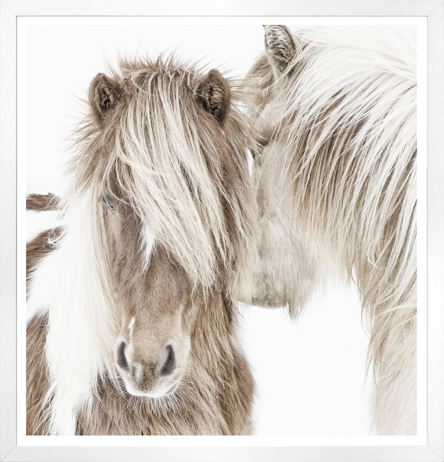 Ponies of Iceland - Image 2