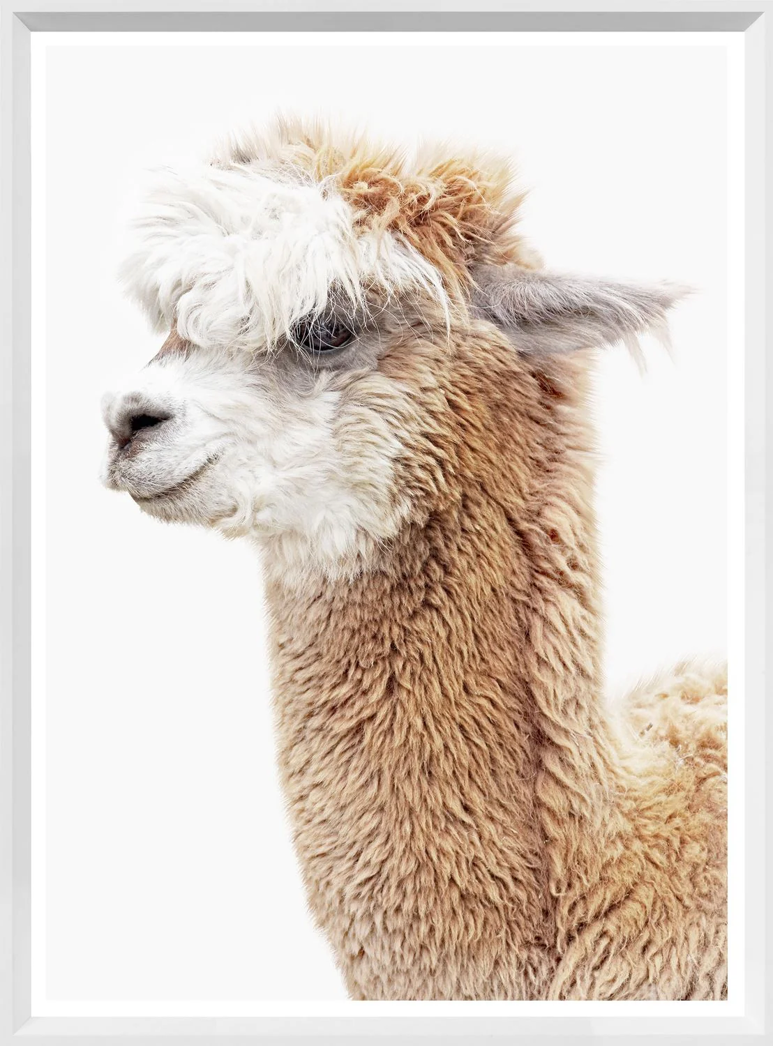 Llama Llama - Image 3