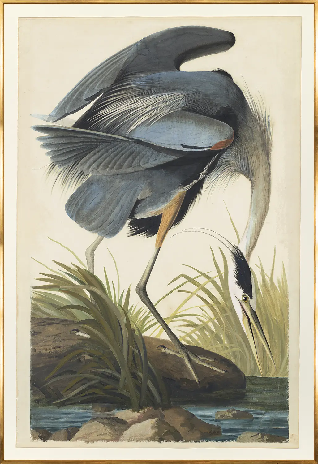 Blue Heron - Image 3