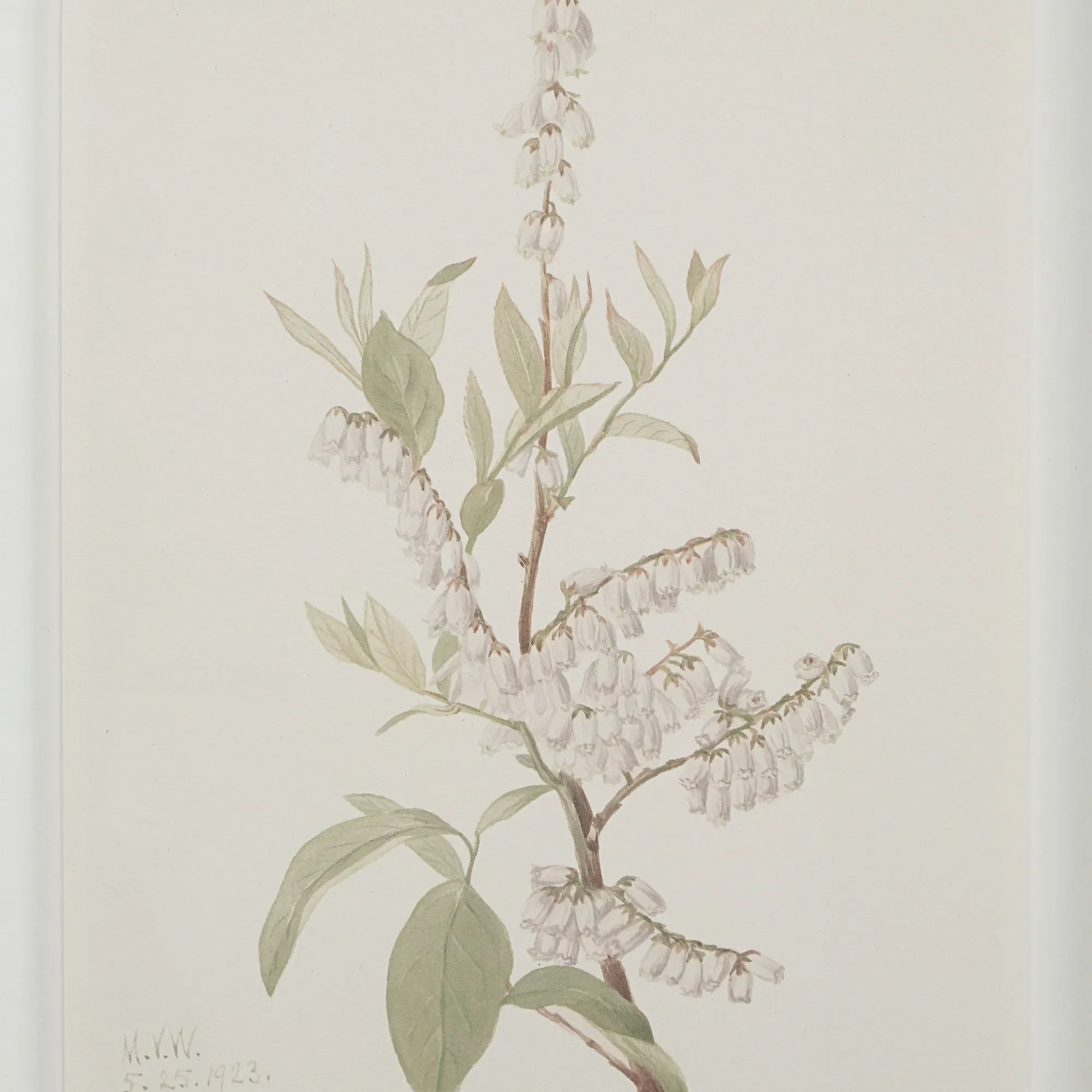 Botanical Wall Art, Set of 9 - Image 3