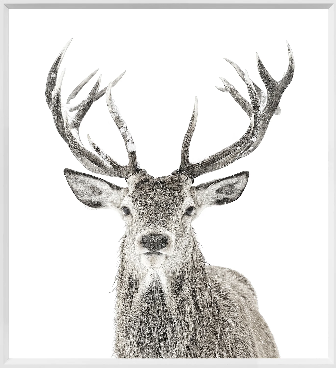 Snowy Stag - Image 3