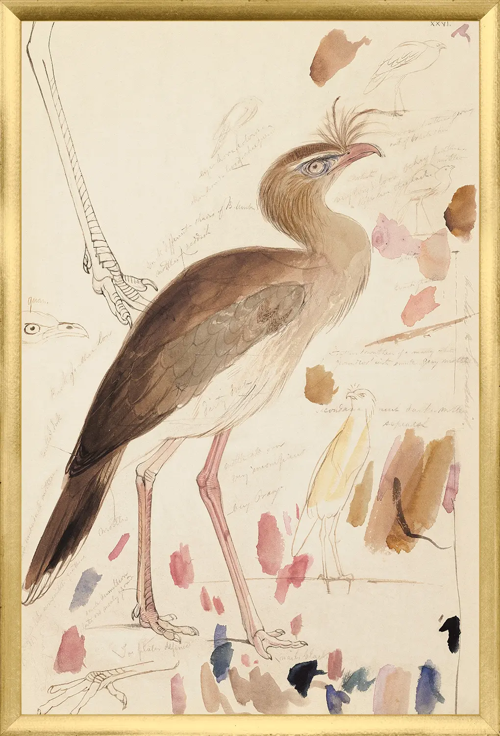 Edward Lear, Red-Legged Seriema - Image 1