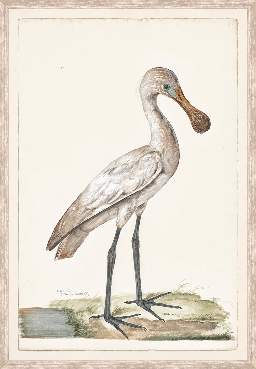T. White – Spoonbill C. 1720