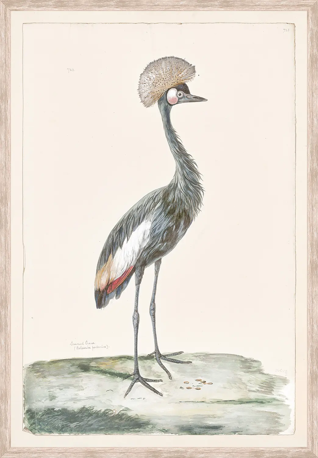T. White – Crowned Crane C. 1720 - Image 1