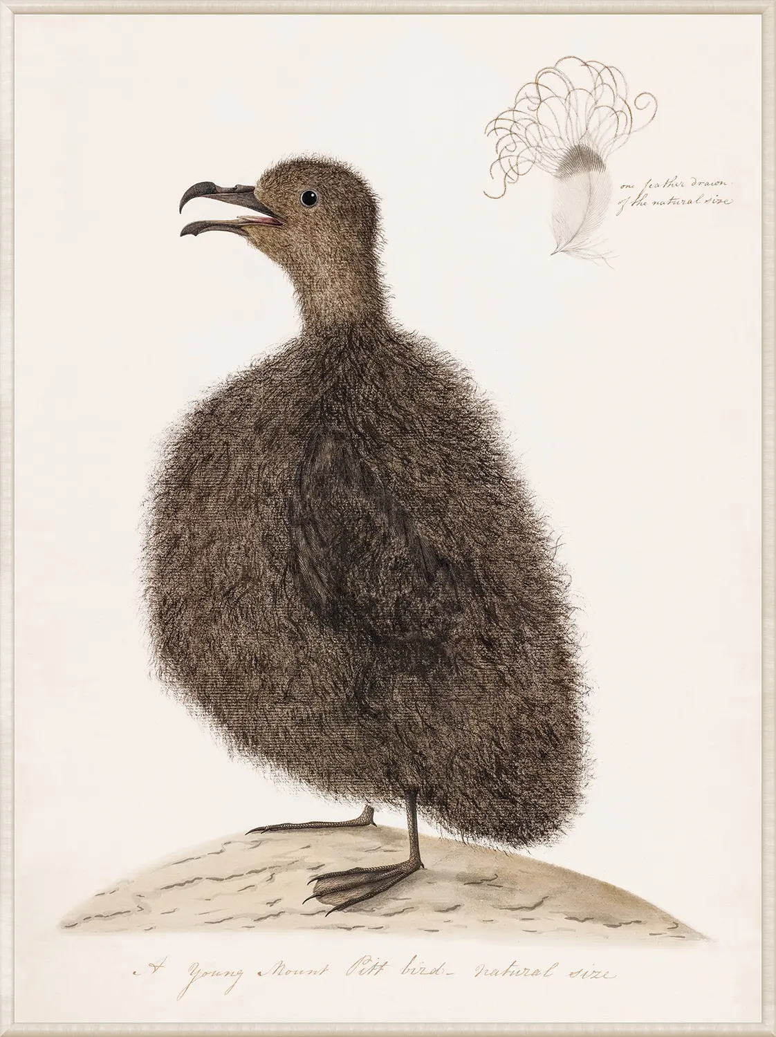 Young Mount Pitt Bird, C. 1792 - Image 3