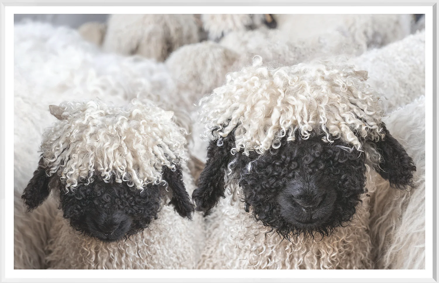 Black Sheep - Image 2