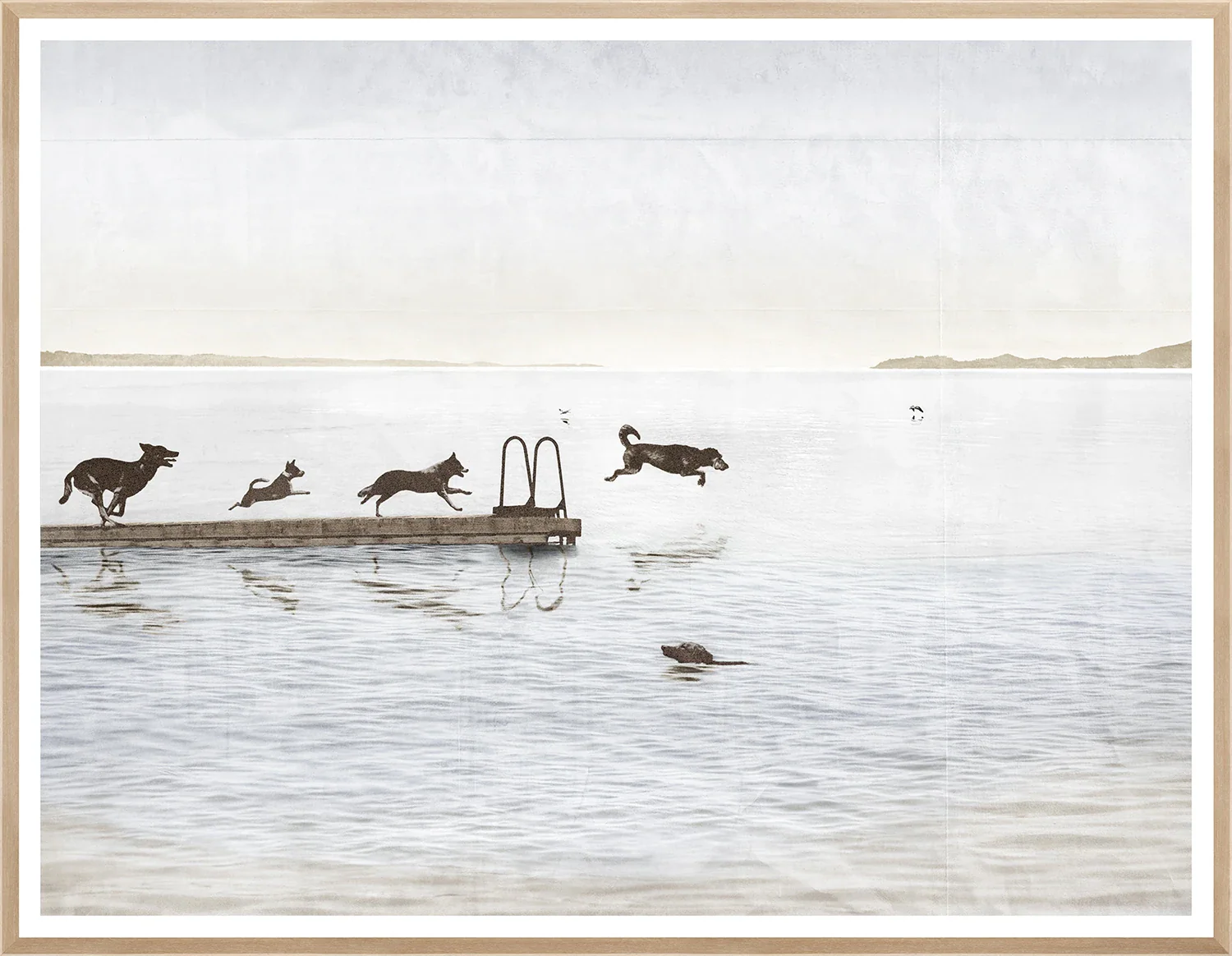 Dogs Dock Days - Image 3