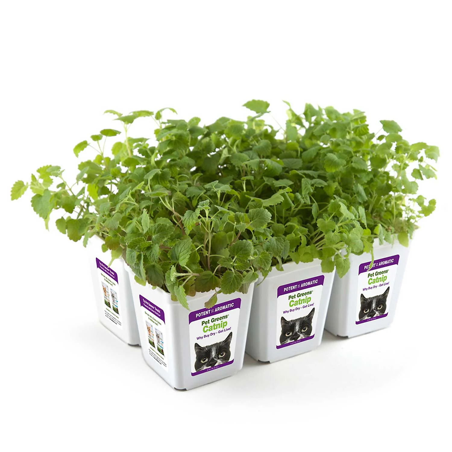 Pet Greens Live Catnip - Image 1