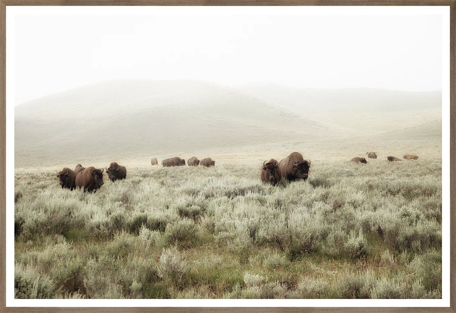 Whispers of the Prairies - Image 1
