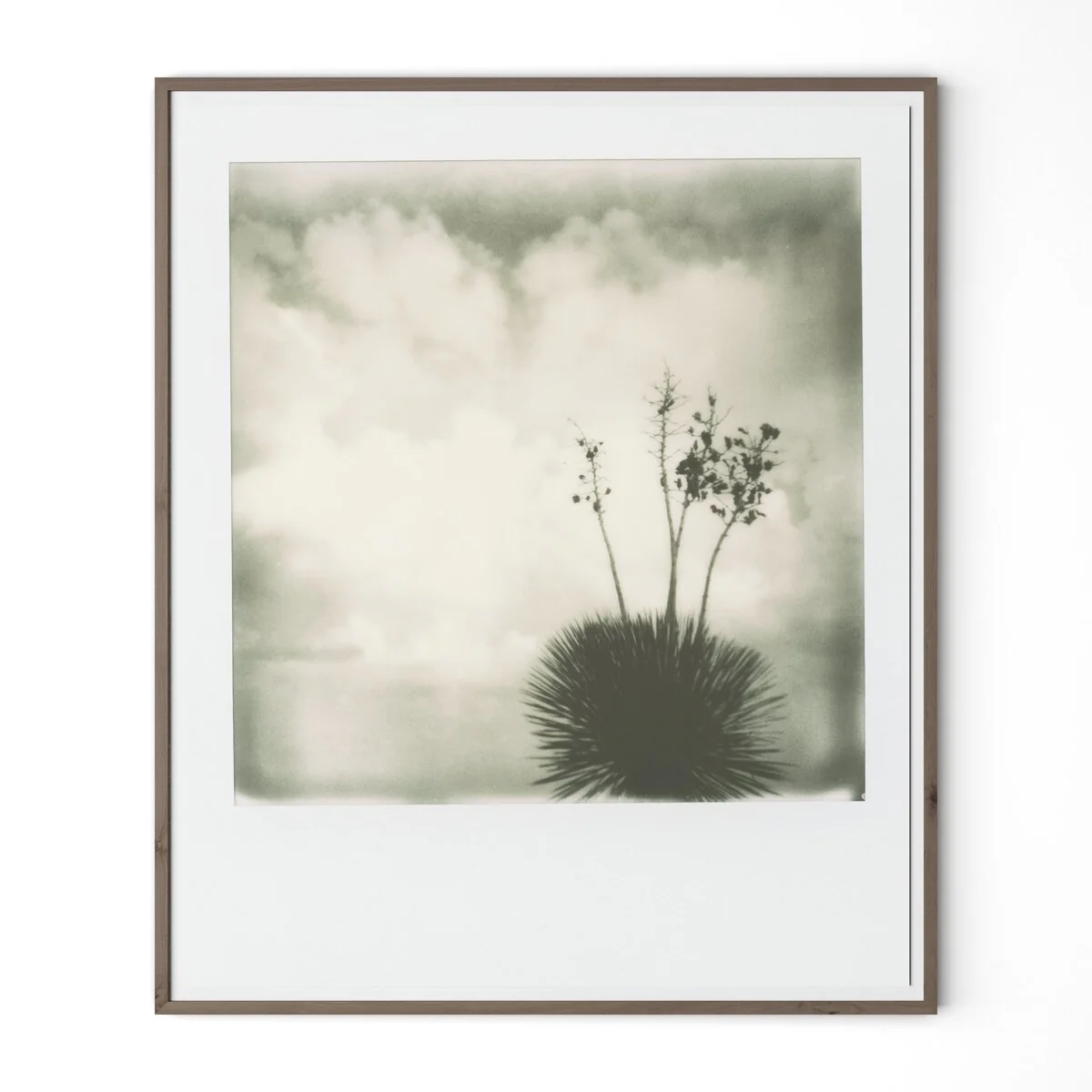 Yucca by Darden Smith - Image 3
