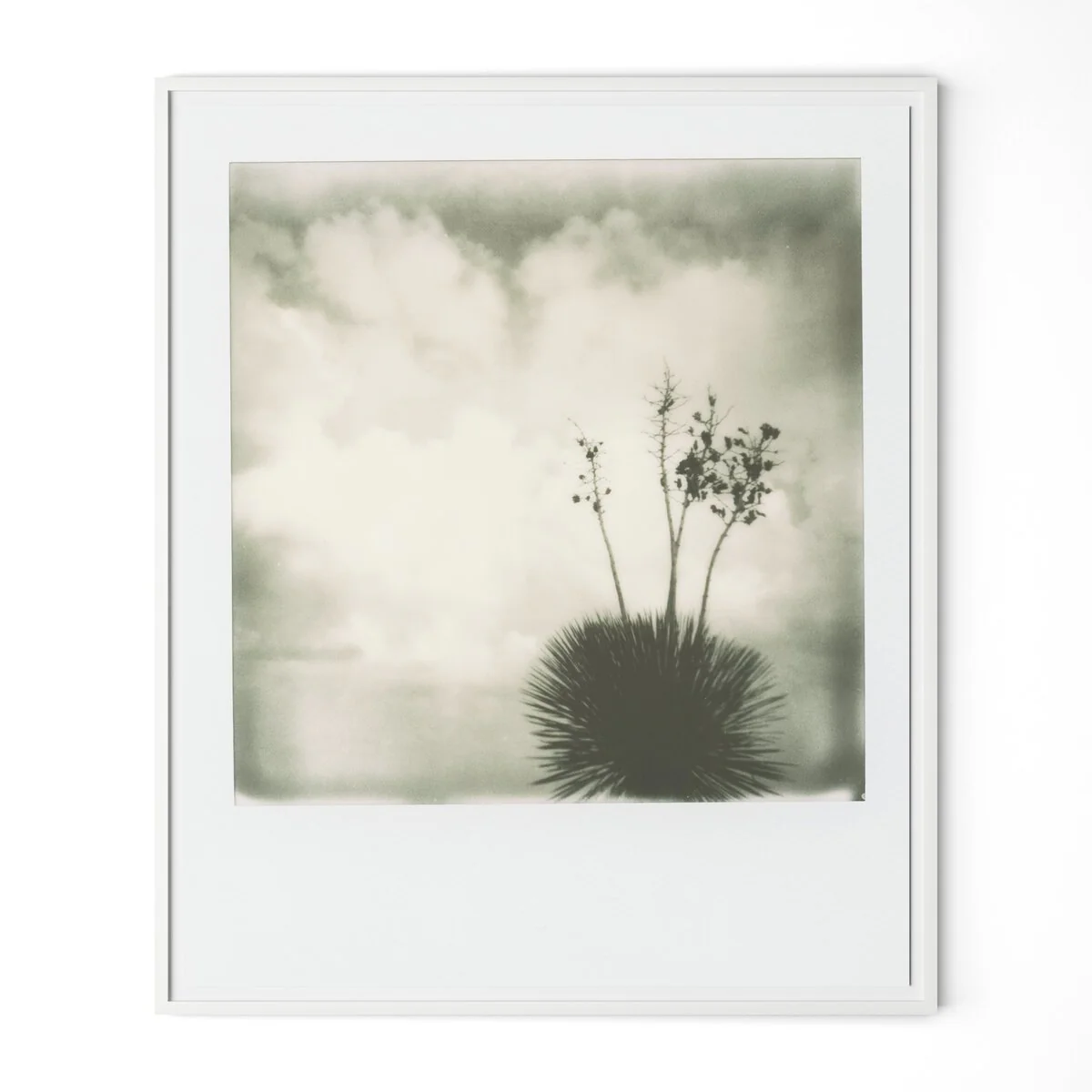 Yucca by Darden Smith - Image 2