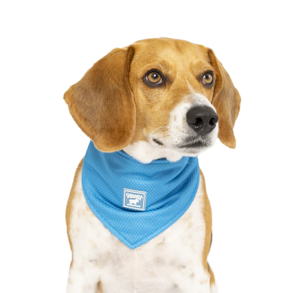 Canada Pooch Chill Seeker Cooling Bandana Blue Size Small - Image 1