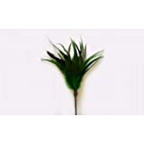 Go Cat Kitty Duster 18 inch - Image 1