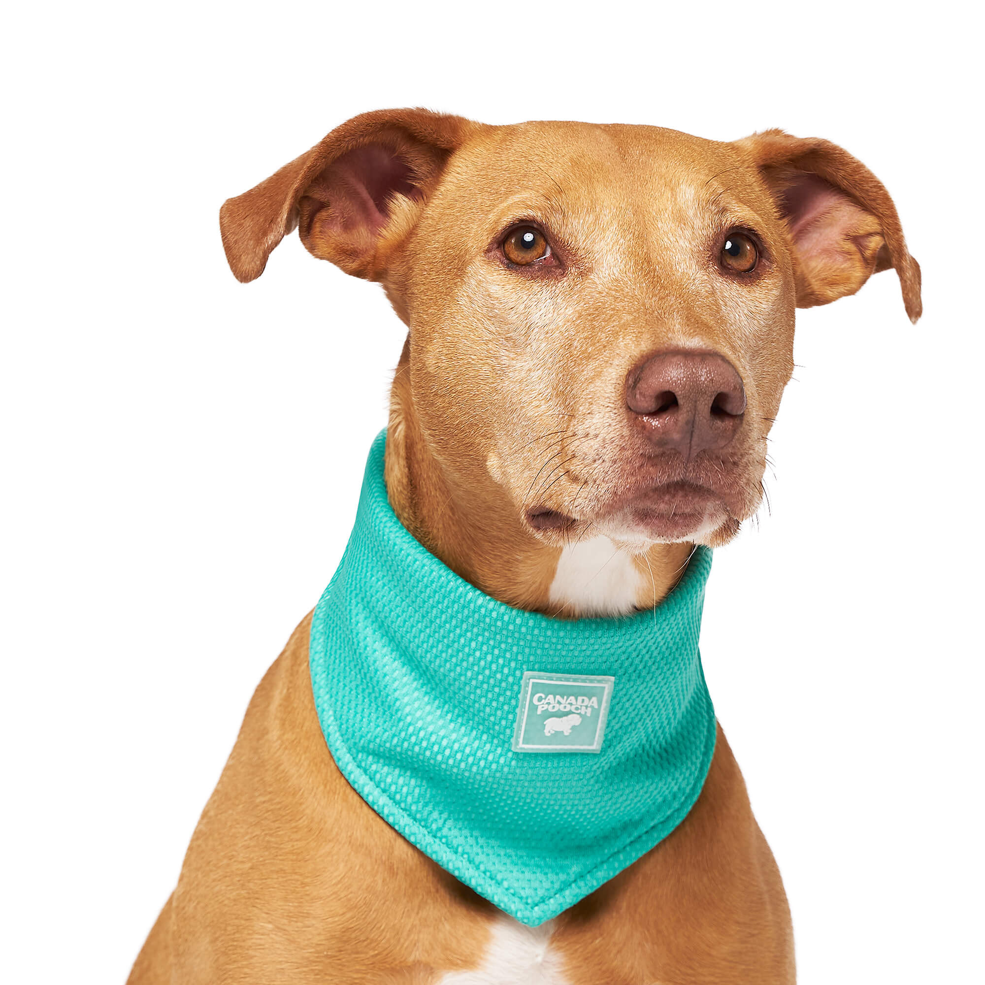 Canada Pooch Wet Reveal Smiley Chill Seeker Cooling Dog Bandana, Large - Image 1