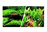 Marina Freshwater 12 in. x 50 ft. Aquarium Background - Japanese AquaScape/Freshwater - Image 1