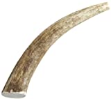 Happy Dog of Cape Cod Whole Elk Antler Dog Chew Medium - Image 1