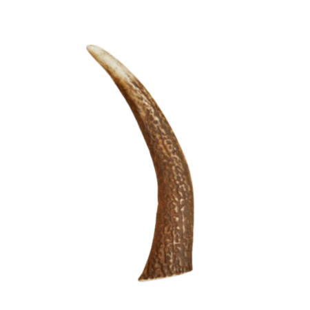 Canophera Dog Chew Red Deer Antler Xlarge - Image 1