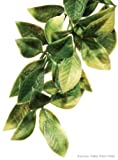 Exo Terra Plastic Terrarium Plant, Medium, Mandarin - Image 1
