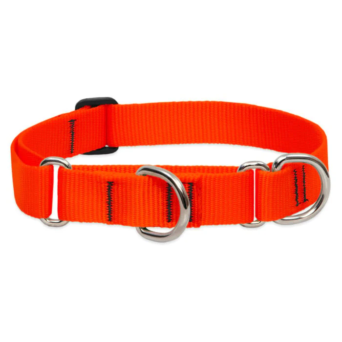 Lupine Pet Dog 1 In Wide 15-22 In Martingale Collar Basic Blaze Orange - Image 1