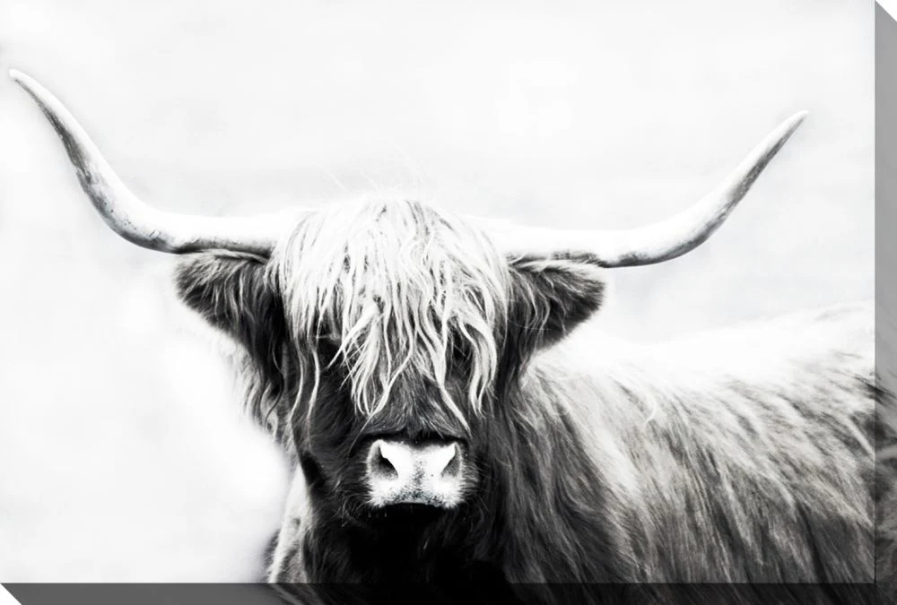 D1204-3045 HIGHLAND LONGHORN 30X45 - Image 1