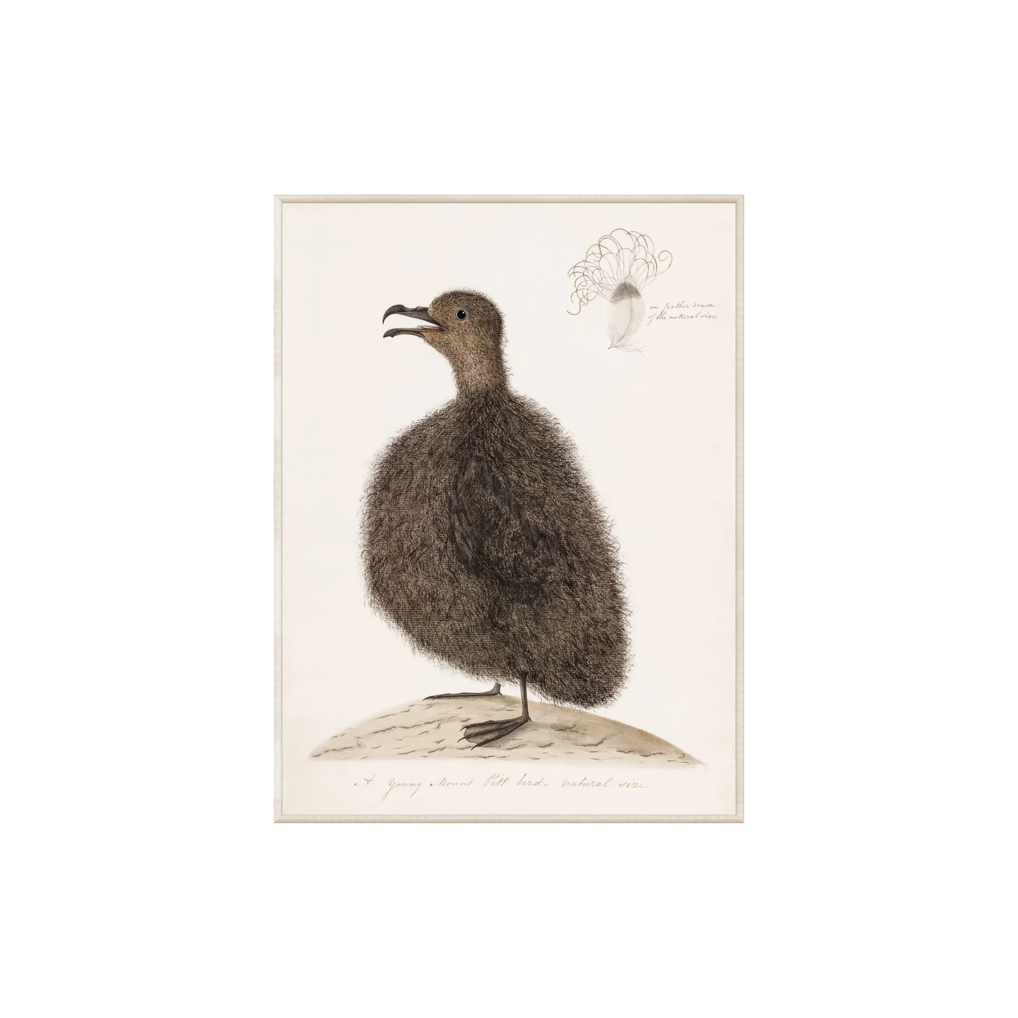 Young Mount Pitt Bird, C. 1792 - Image 1