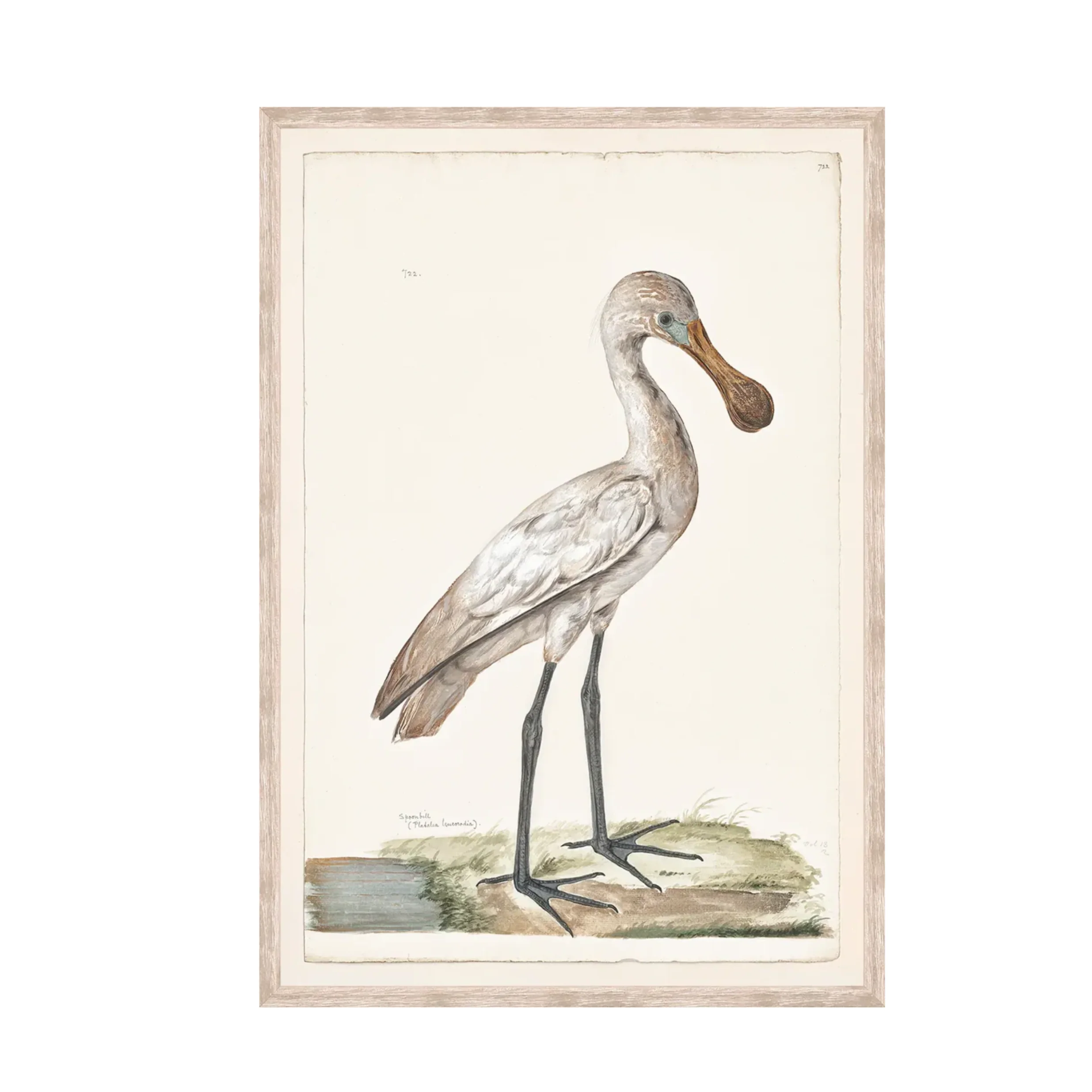 T. White – Spoonbill C. 1720 - Image 3