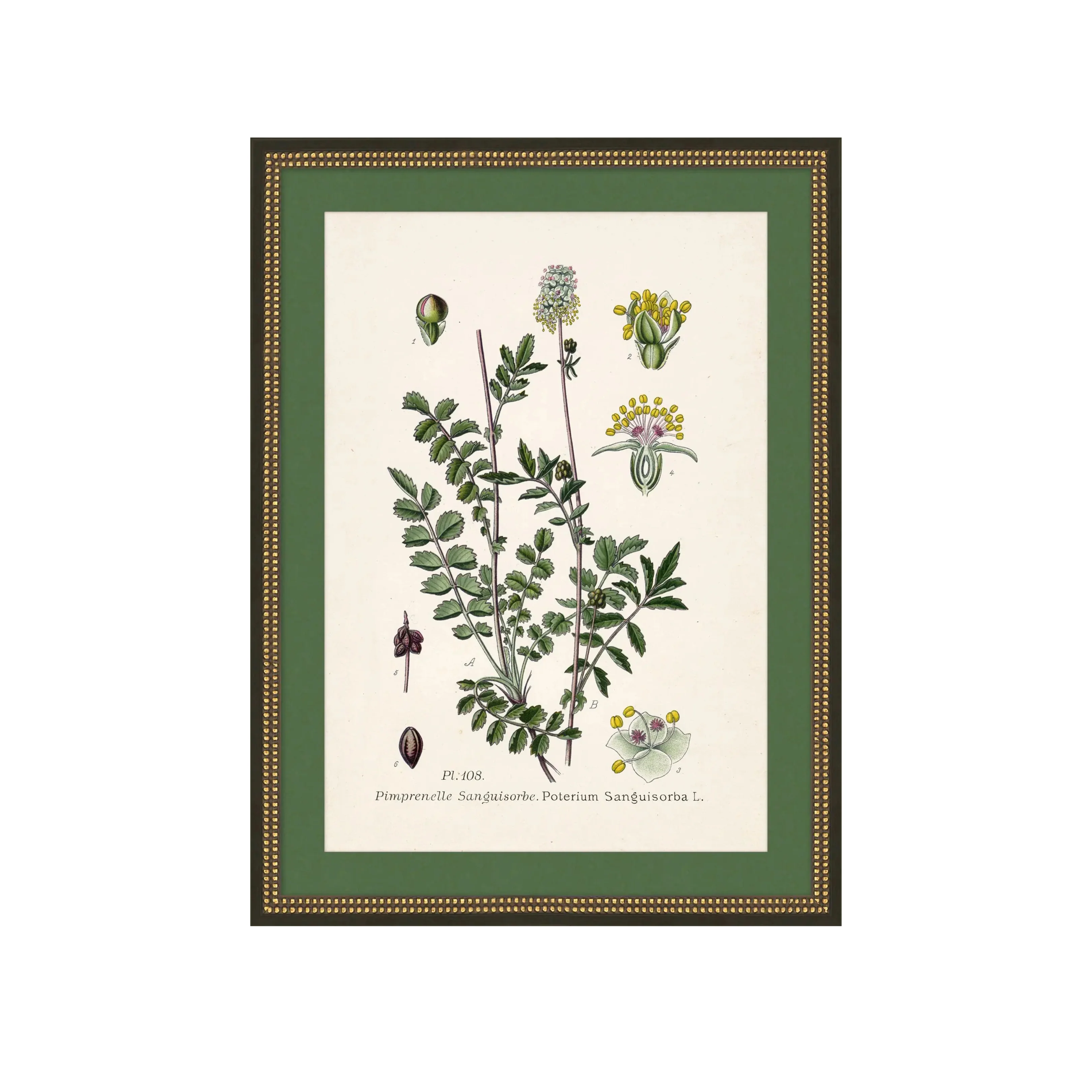 Wildflower Study I - Image 1