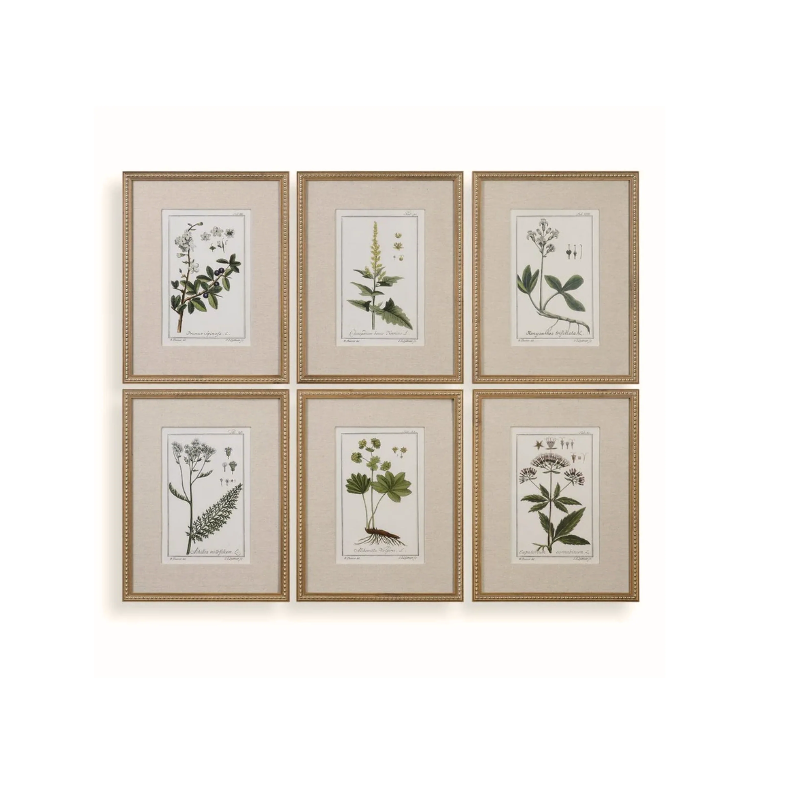 Garden Botanicals - Image 1