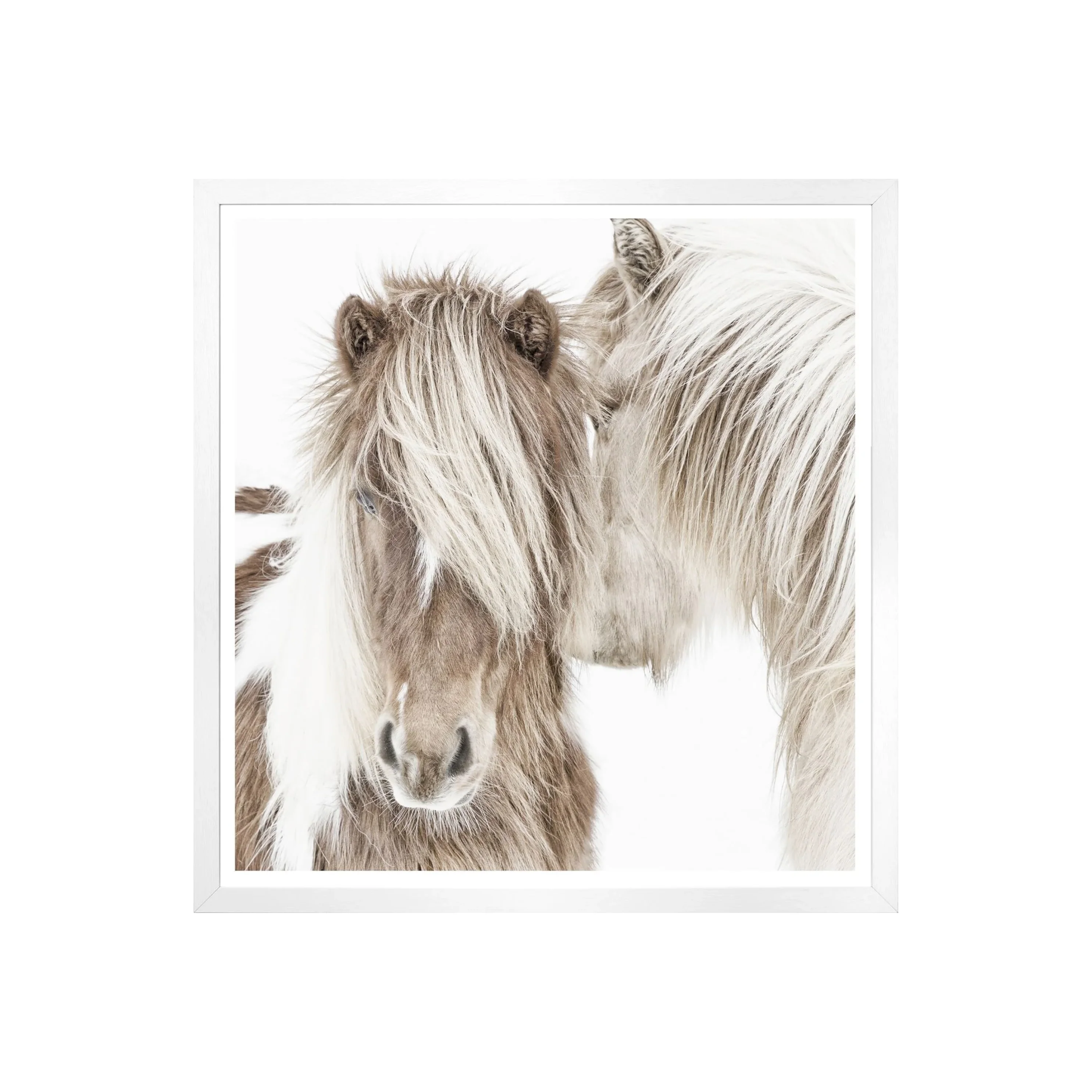 Ponies of Iceland