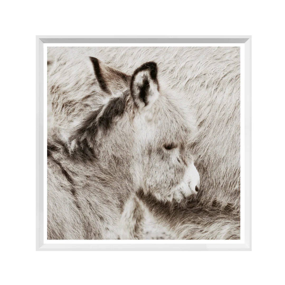 Shy Donkey - Image 1