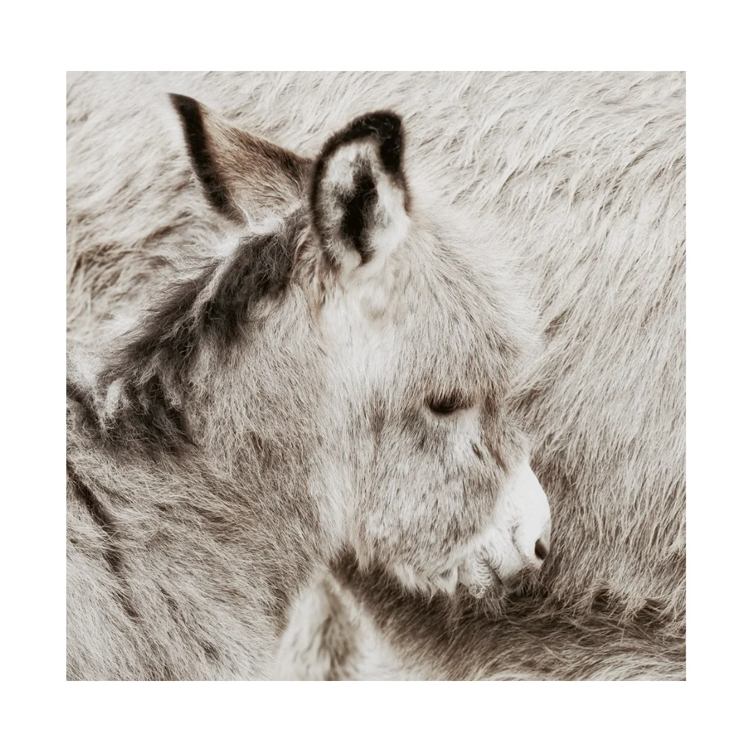 Shy Donkey - Image 2