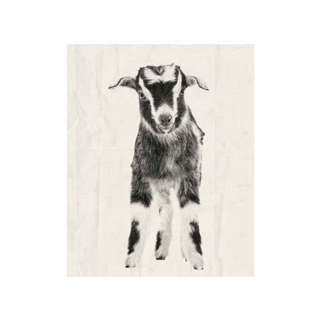 Little Norman - Image 2