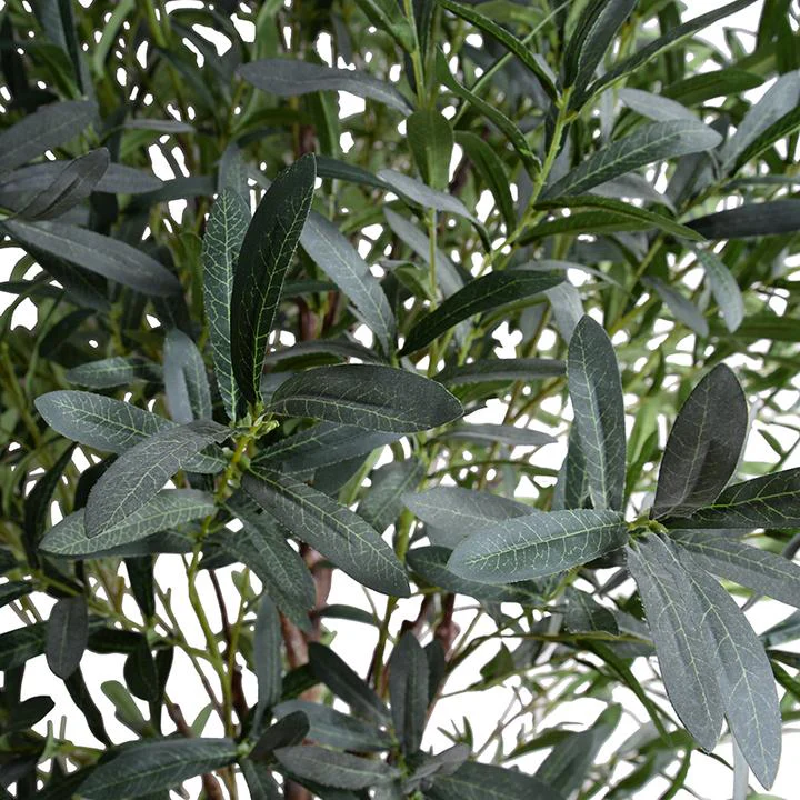 Little Olive Tree - Image 2