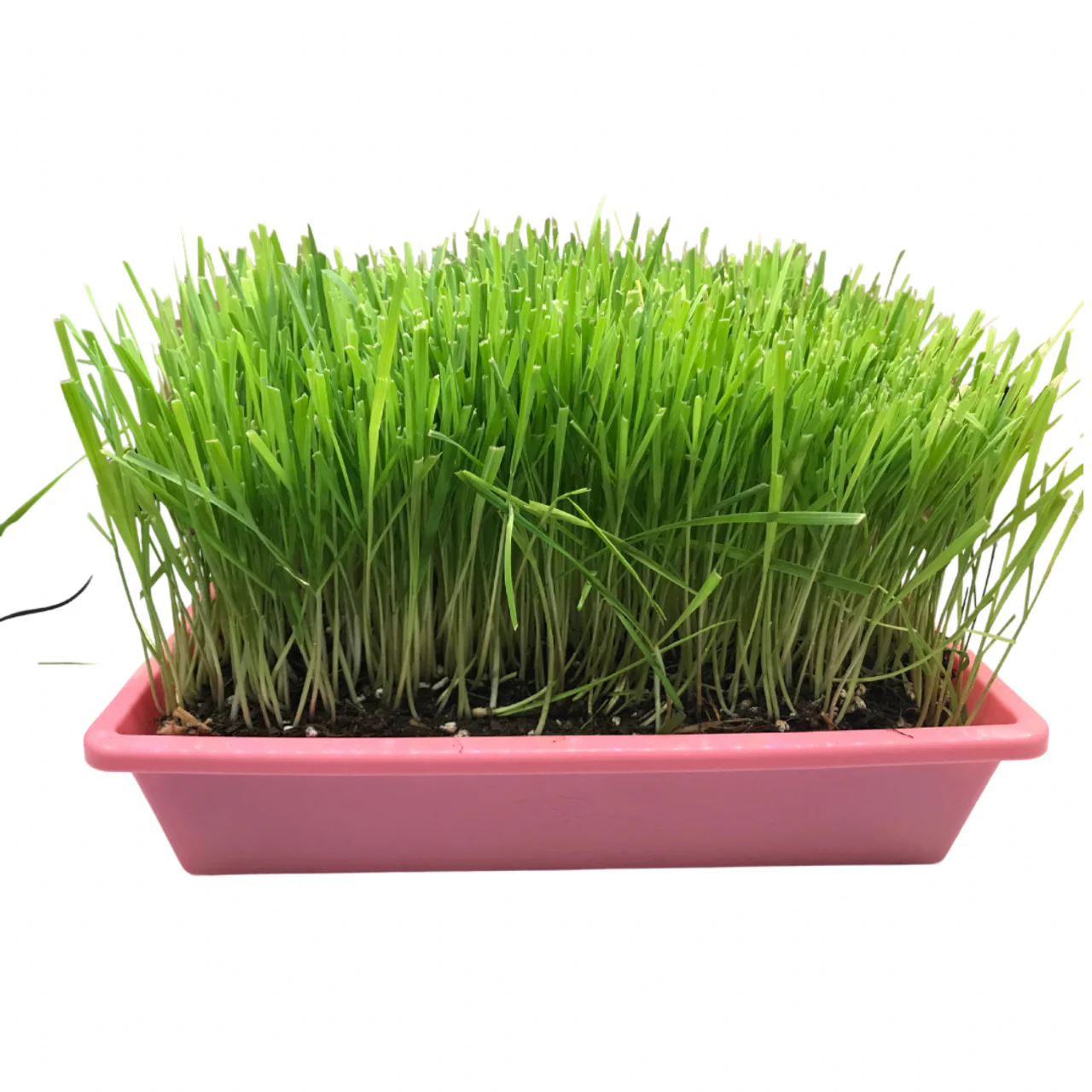 Moms Indoor Cat Grass 10x10 - Image 1