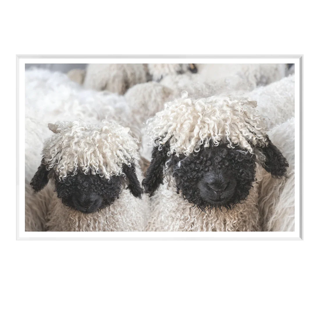 Black Sheep