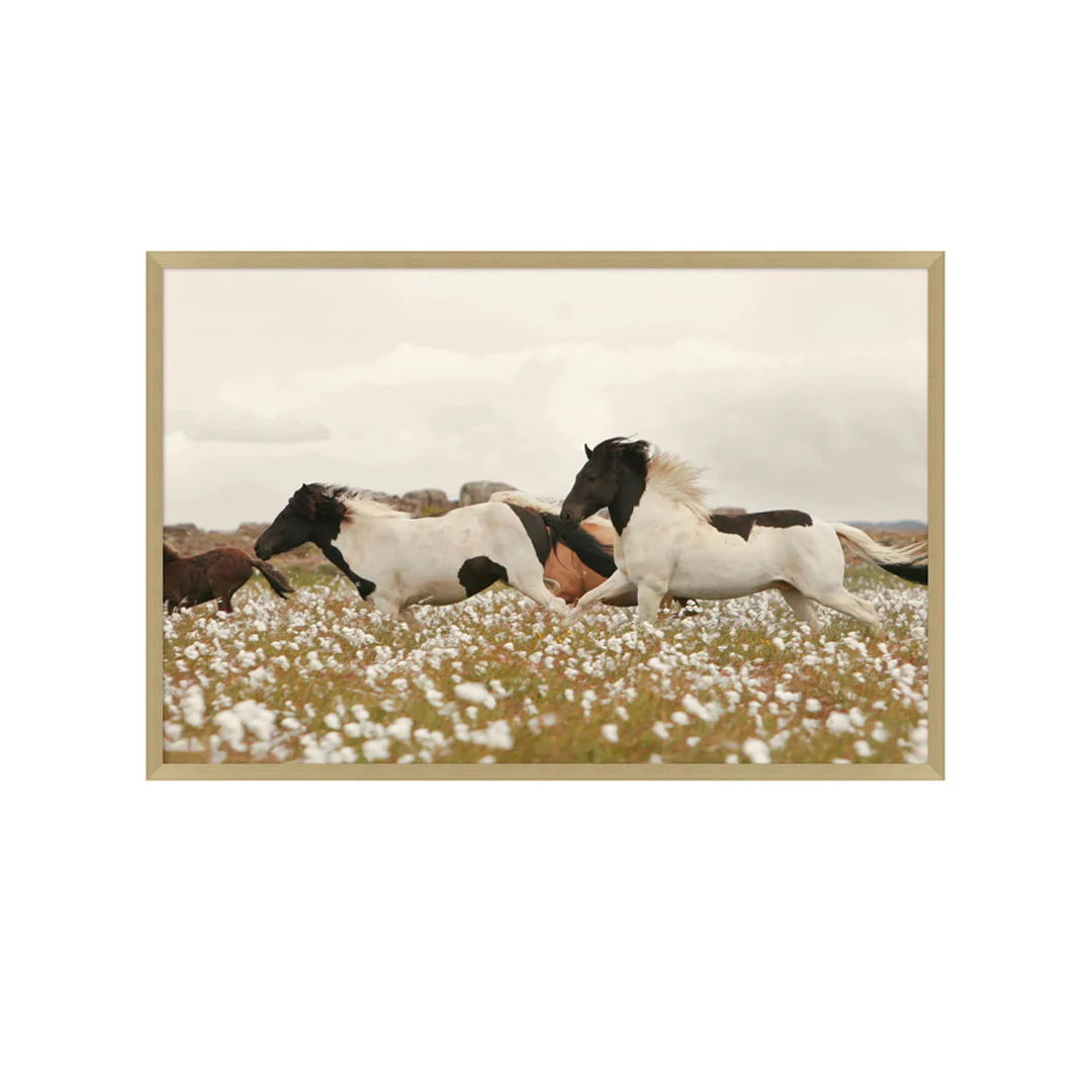 Wildflower Run - Image 1