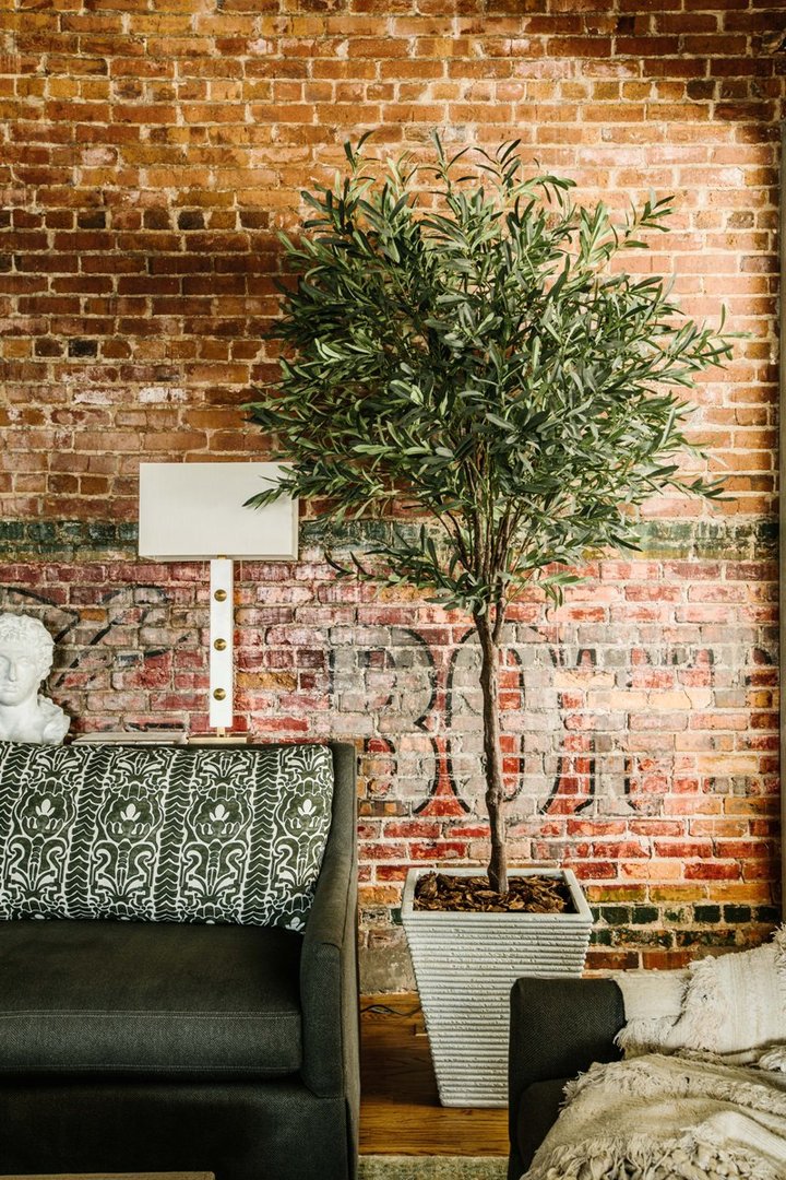 Lush Olive Tree - Image 2