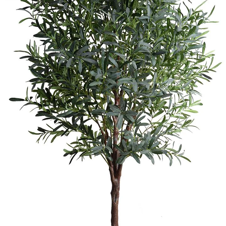 Lush Olive Tree - Image 3