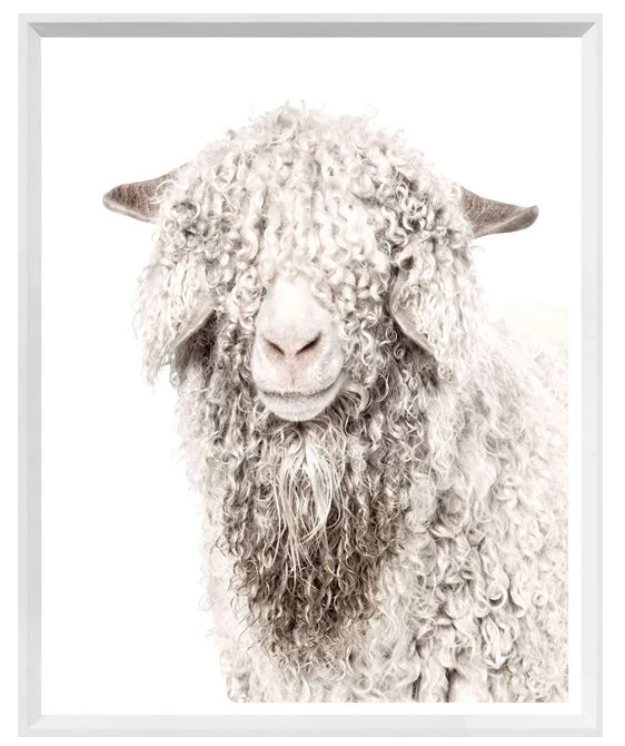 Angora Goat - Image 3