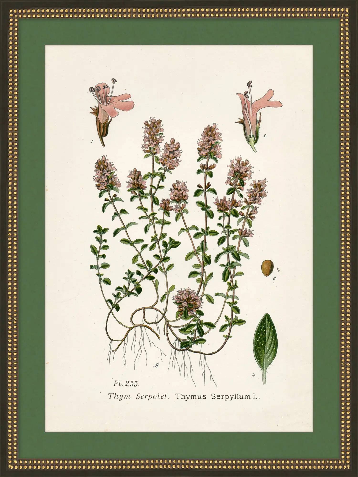 Wildflower Study II - Image 2