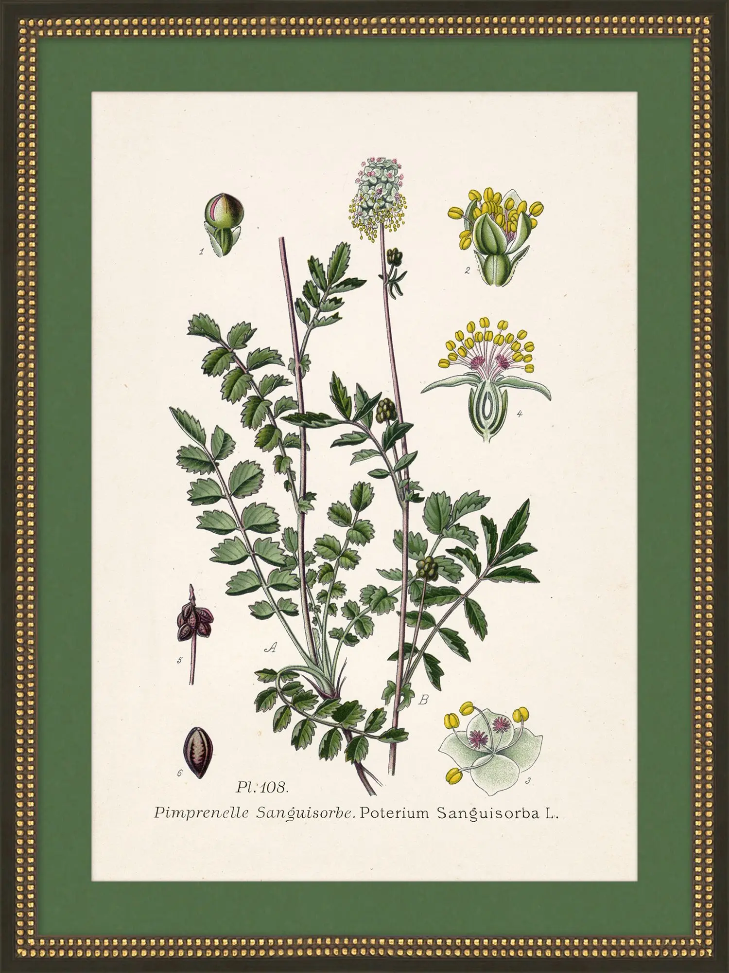 Wildflower Study I - Image 2