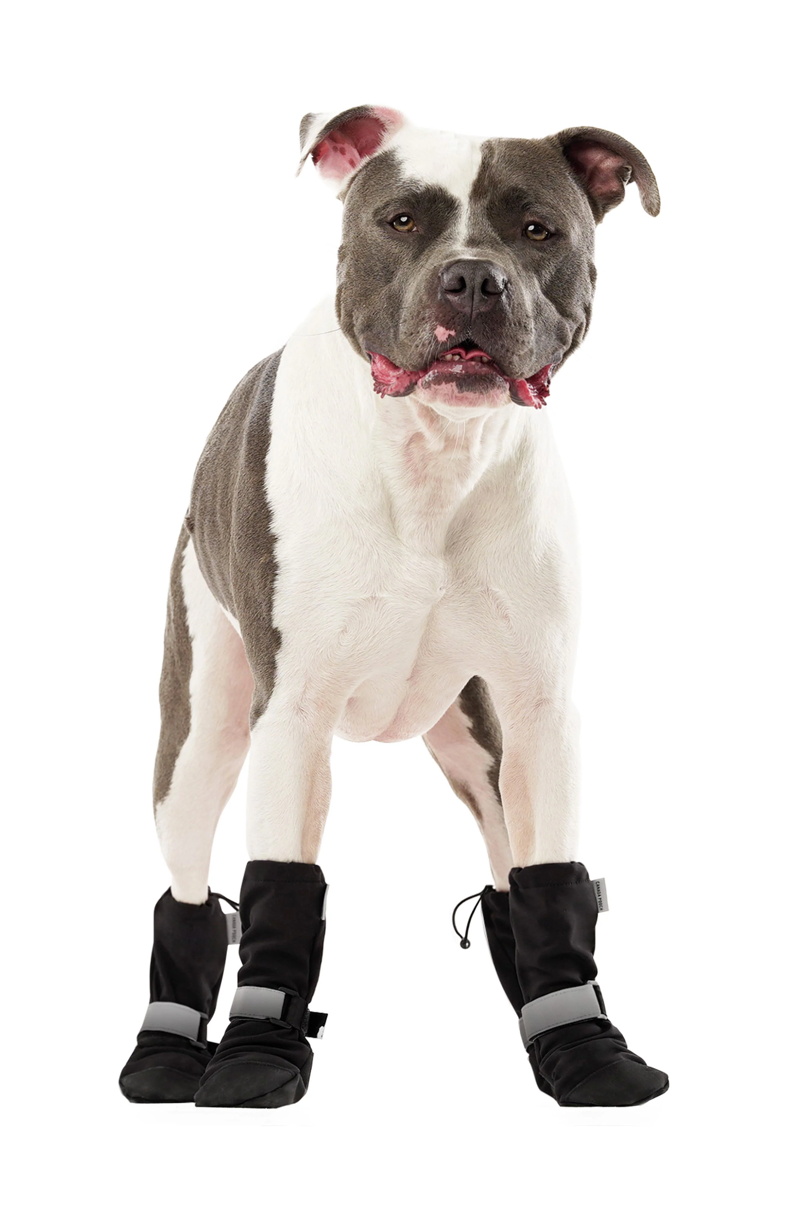 Canada Pooch Set of 4 Soft Shield Paw Boots in Black at Nordstrom - Image 1