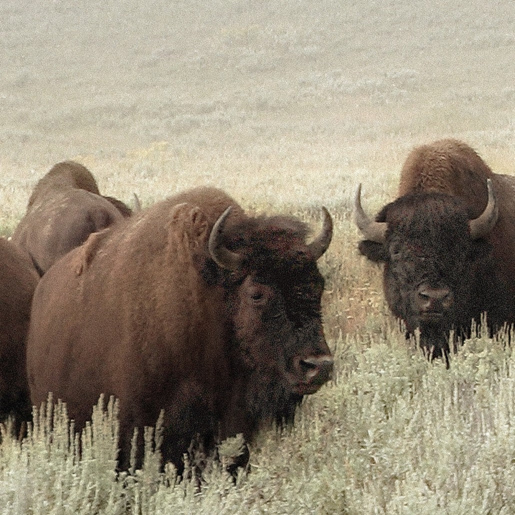 Whispers of the Prairies - Image 3