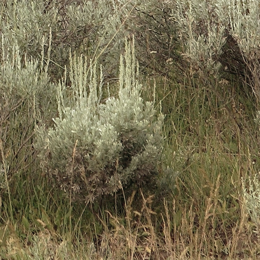 Whispers of the Prairies - Image 2