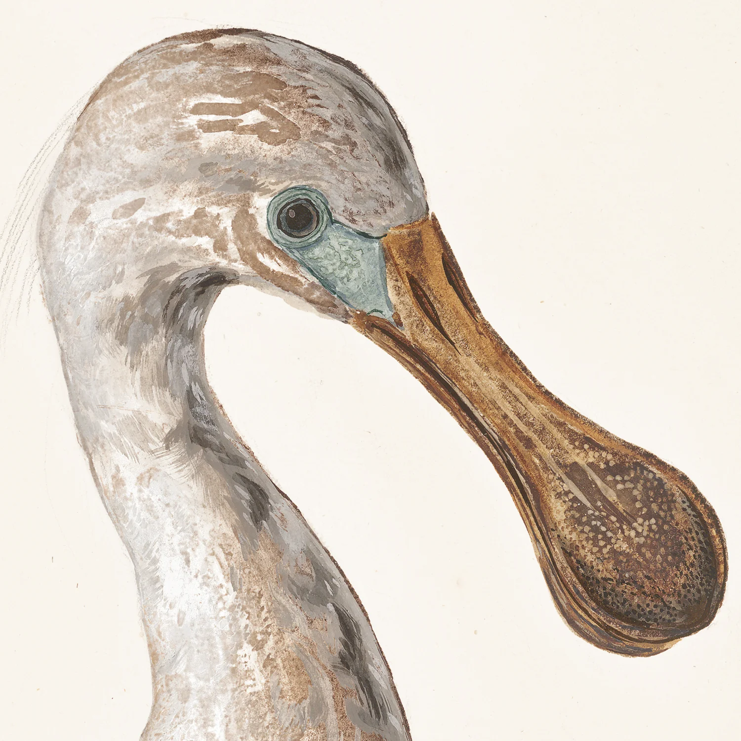 T. White – Spoonbill C. 1720 - Image 2