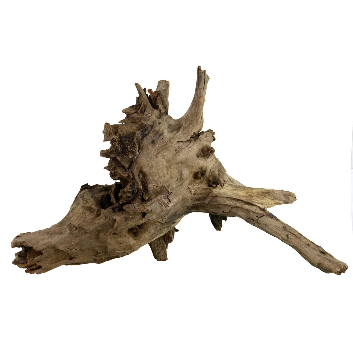 Underwater Treasures Eucalyptus Root Medium - Image 1
