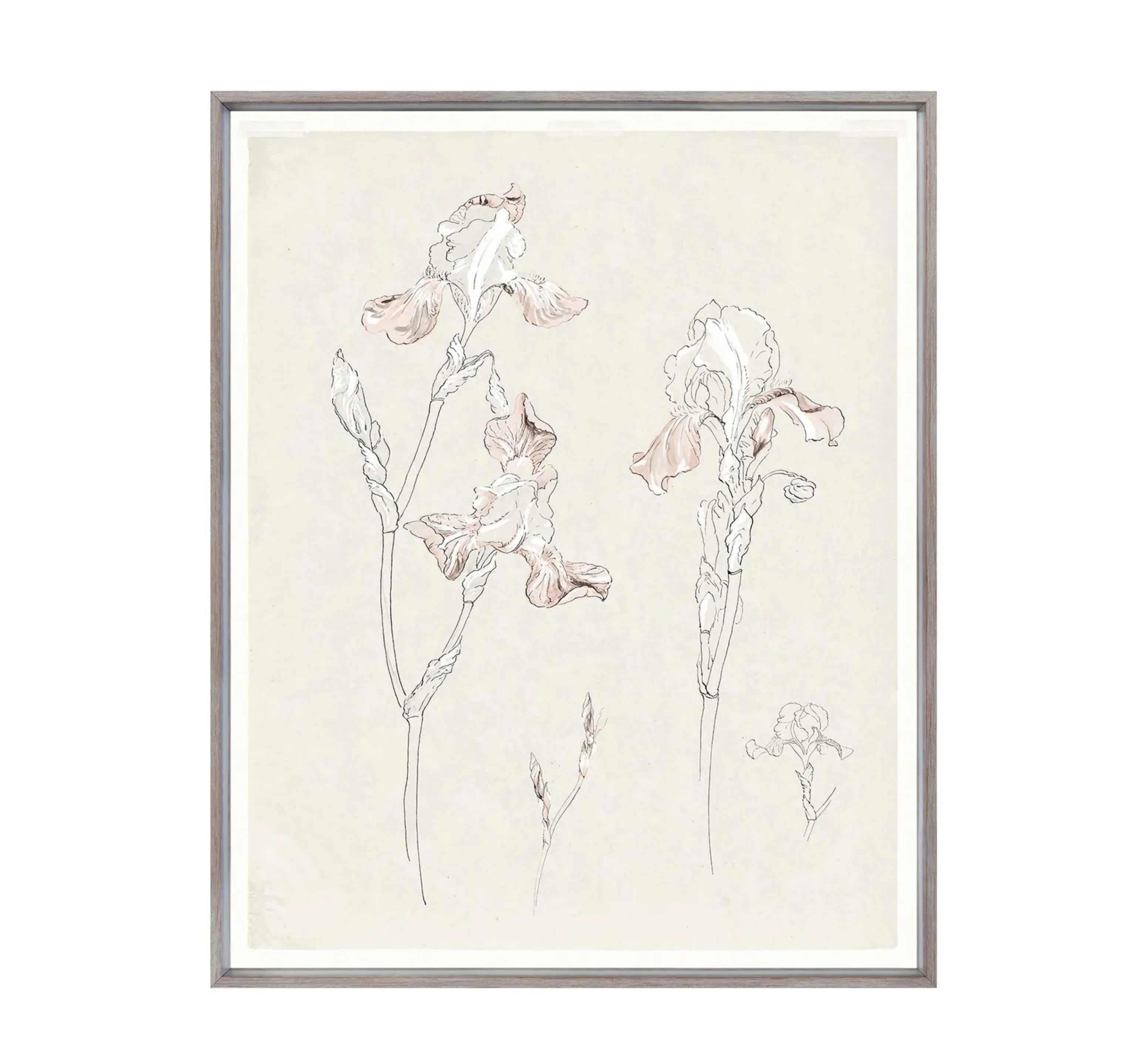 Iris Study