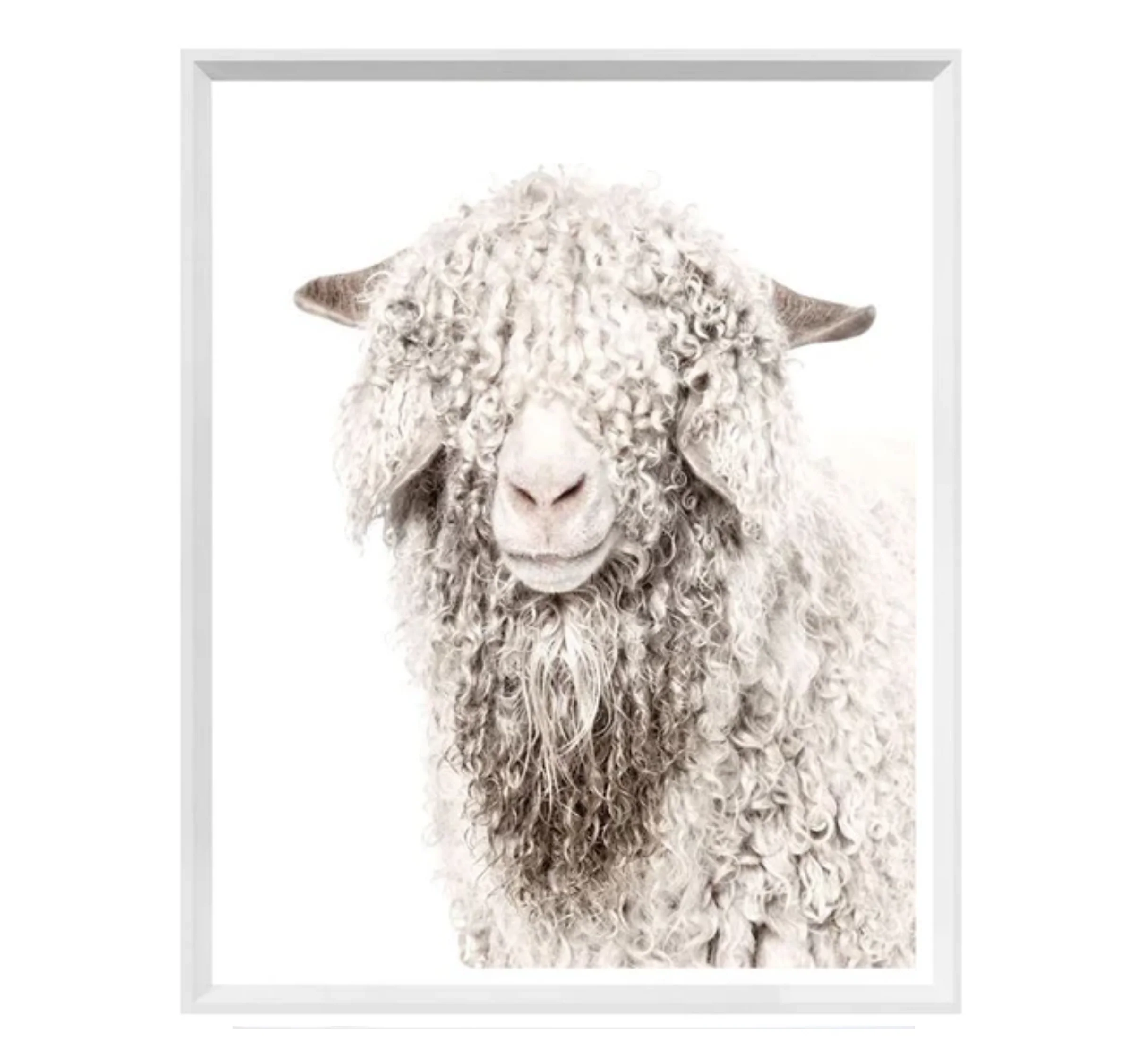 Angora Goat