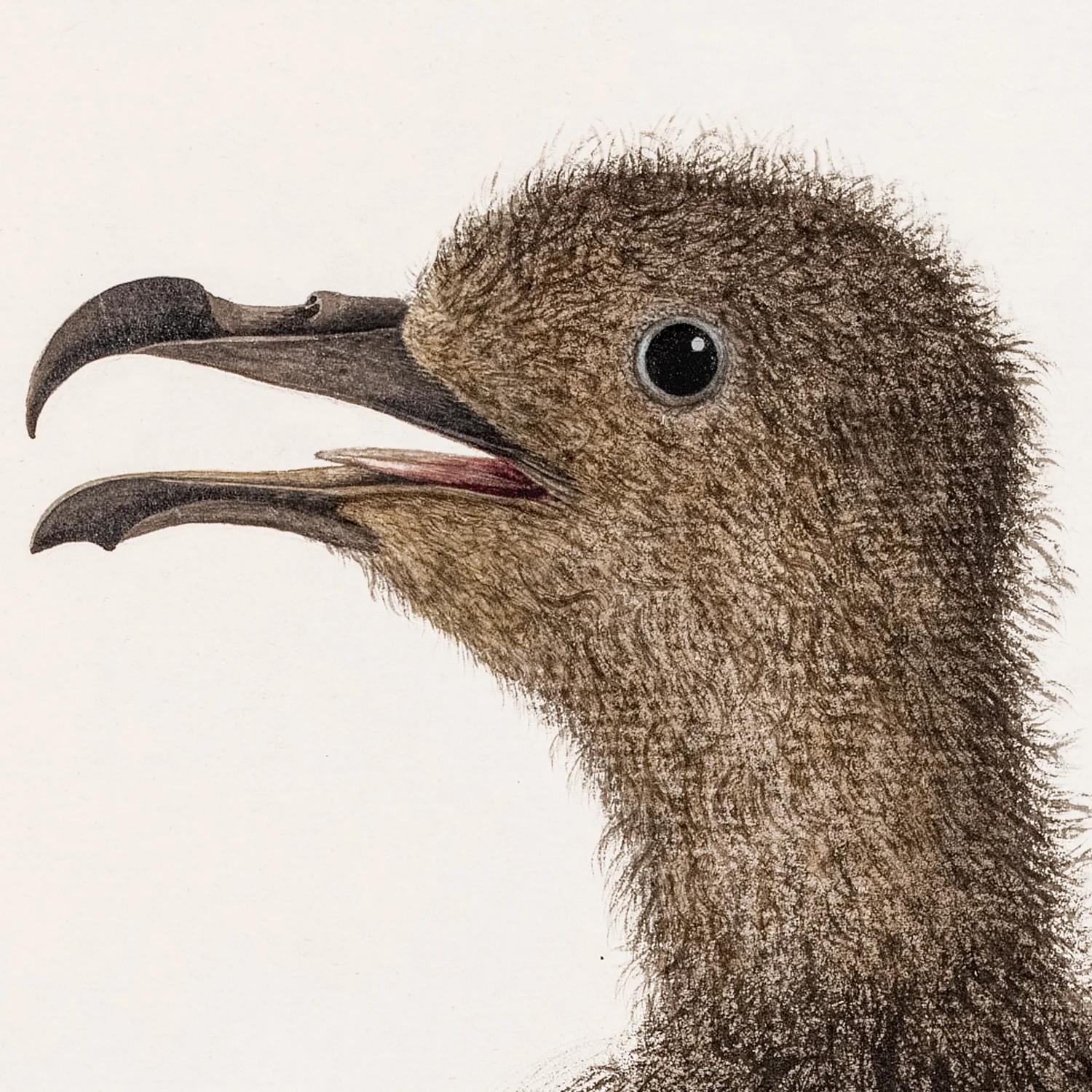 Young Mount Pitt Bird, C. 1792 - Image 2